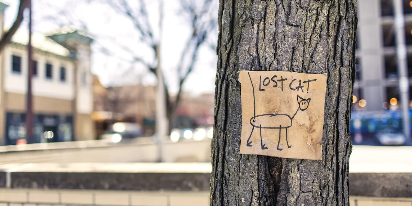 Macro Photography of Brown and Black Lost Cat Signage on Black Bare Tree