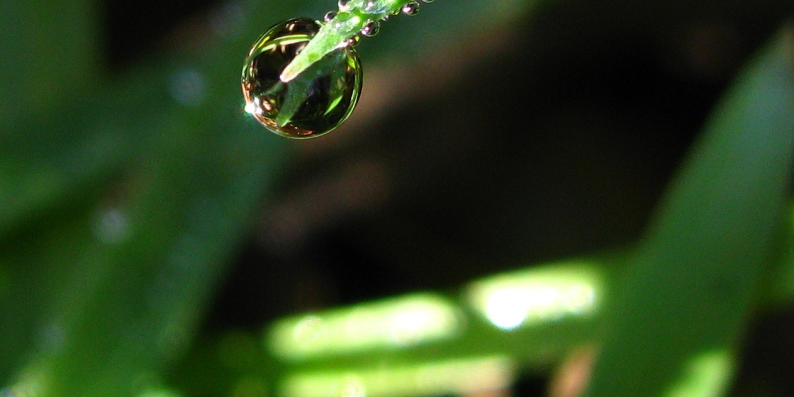 A large waterdrop is bending the tip of a grass leaf