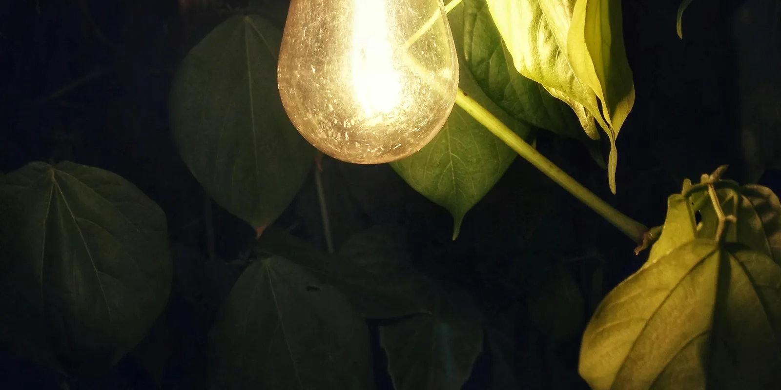 Bulb in dark lighting some nearby leaves