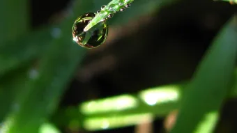 A large waterdrop is bending the tip of a grass leaf