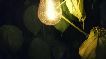 Bulb in dark lighting some nearby leaves